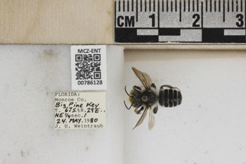 Media type: image;   Entomology 786128 Aspect: Labels